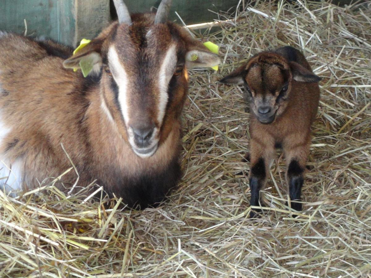 La Petite Ferme De Pouillon - Parc Animalier - Aire De Loisirs住宿加早餐旅馆 外观 照片