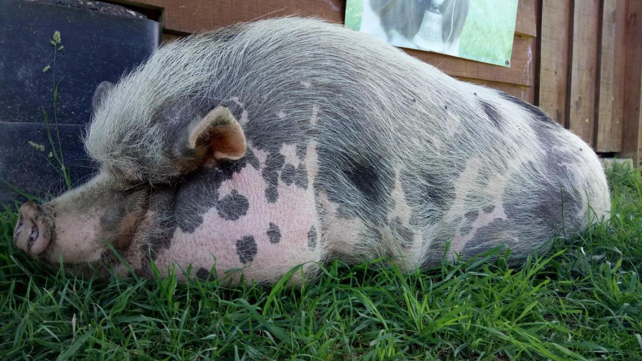 La Petite Ferme De Pouillon - Parc Animalier - Aire De Loisirs住宿加早餐旅馆 外观 照片