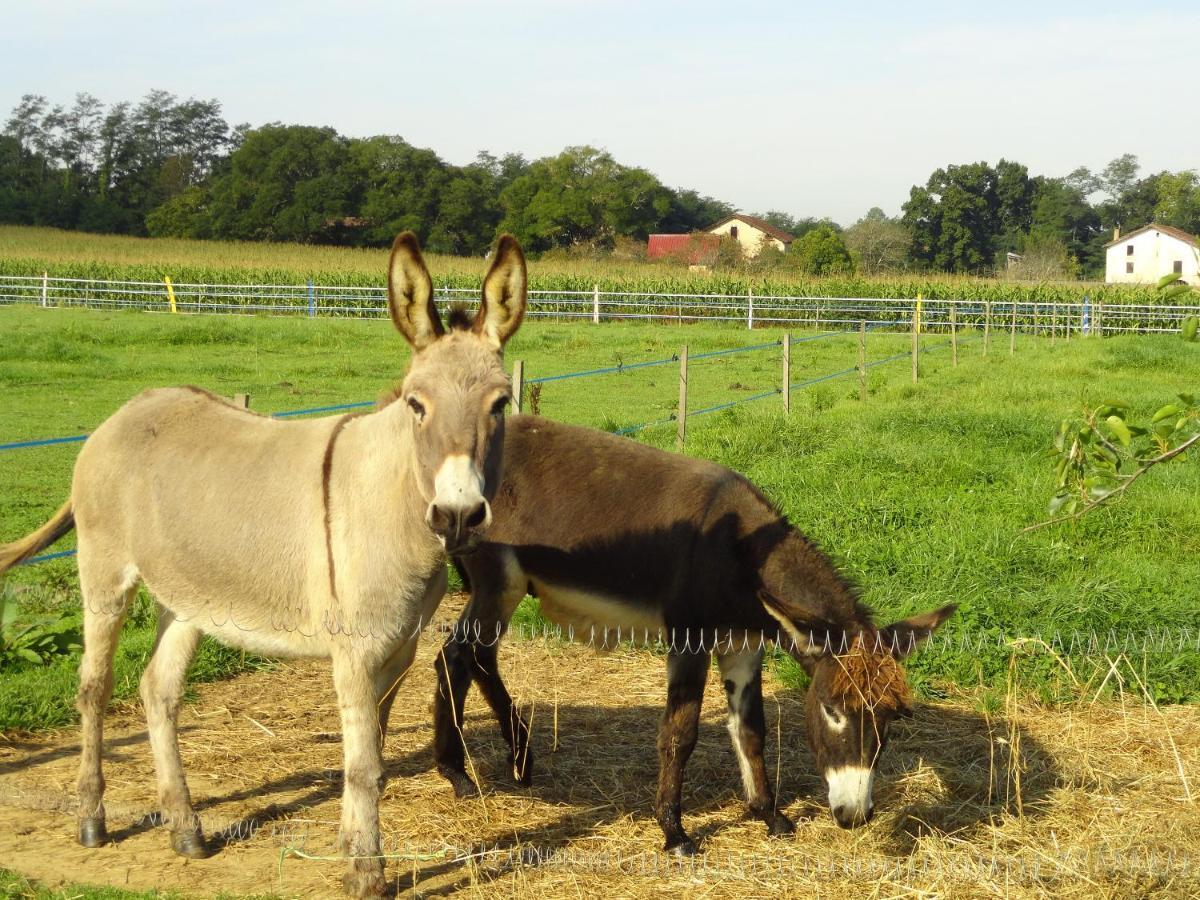 La Petite Ferme De Pouillon - Parc Animalier - Aire De Loisirs住宿加早餐旅馆 外观 照片